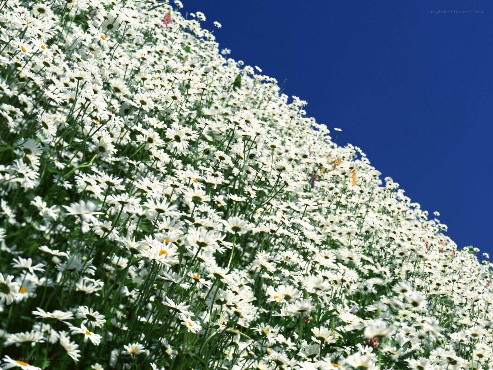 White daisies under blue sky
