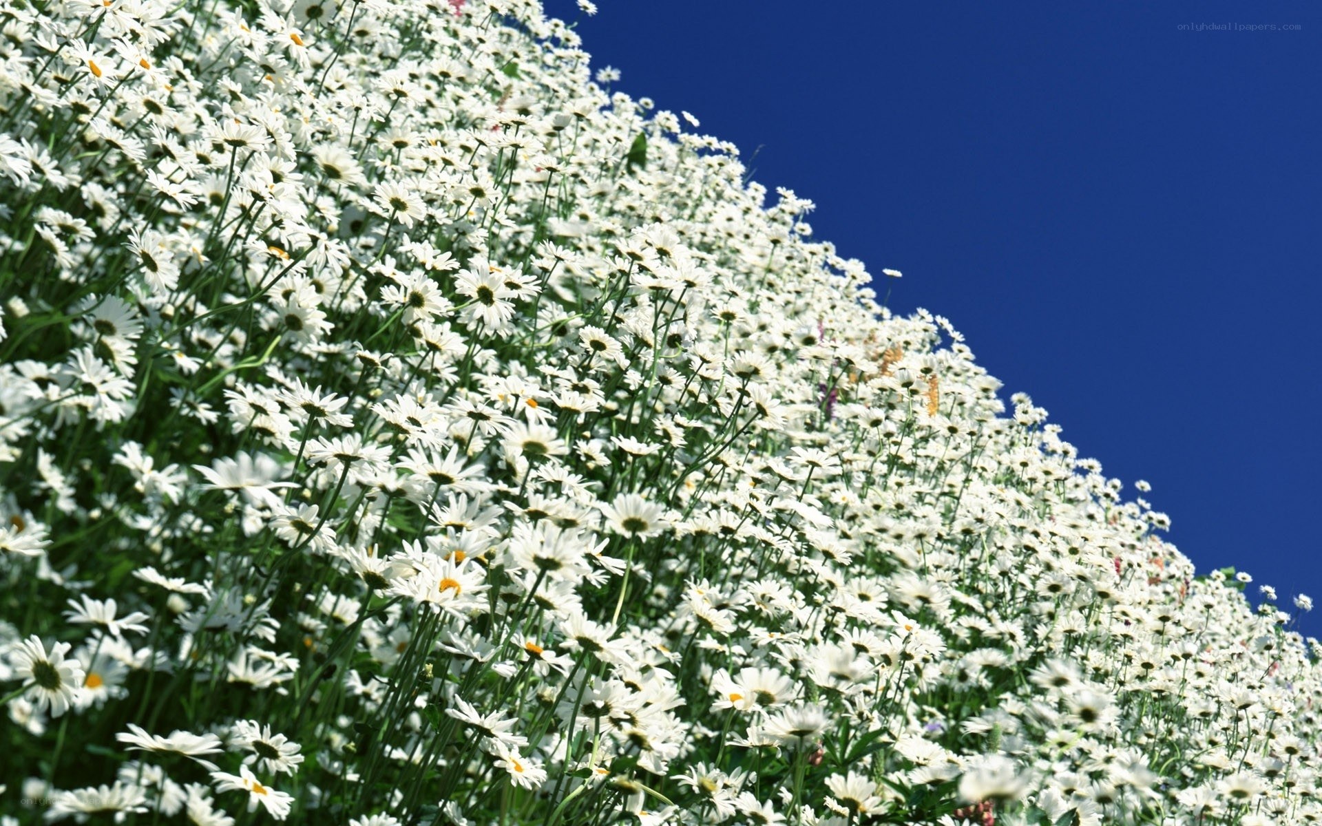 White daisies under blue sky