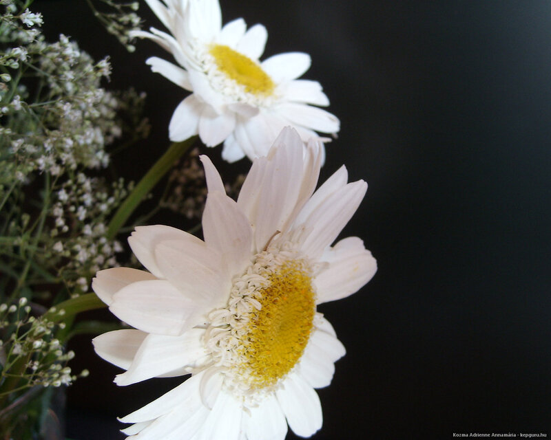 White Daisies with Baby's Breath — Serene