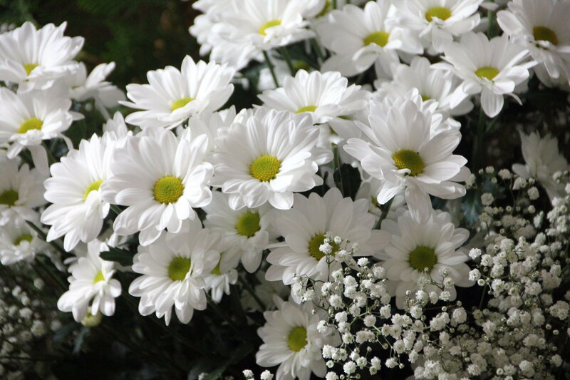 White Daisies with Baby's Breath