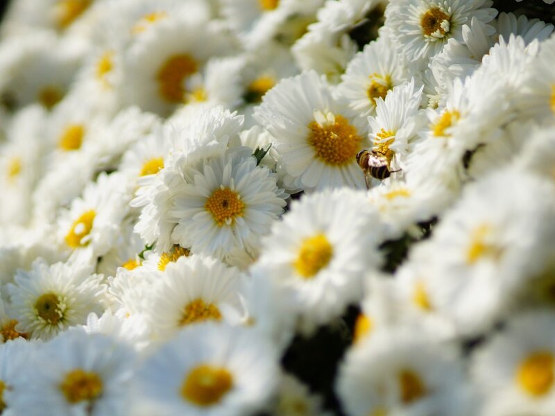 White Daisies with Bee