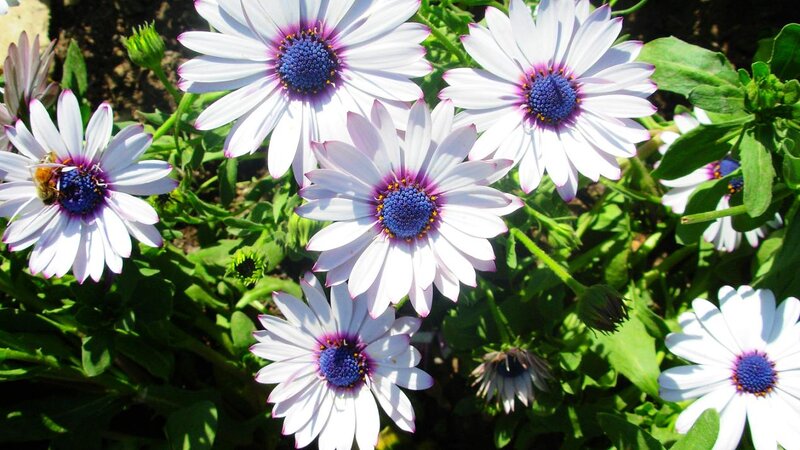 White Daisies with Bees
