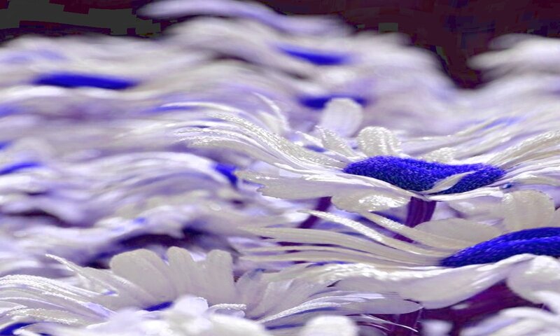 White Daisies with Blue Centers — Calm, Photograph
