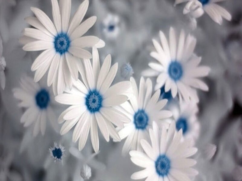 White Daisies with Blue Centers — Calm