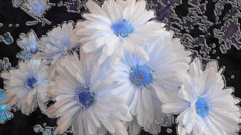 White Daisies with Blue Centers — Dreamy