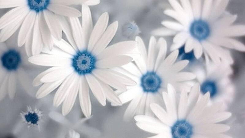 White Daisies with Blue Centers — Serene, Photograph
