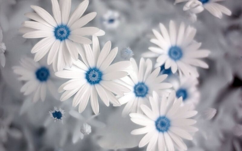 White Daisies with Blue Centers — Serene