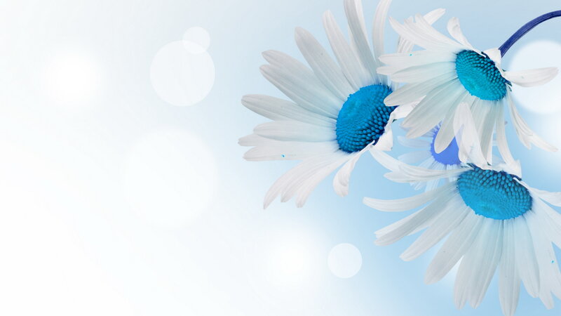 White Daisies with Blue Centers