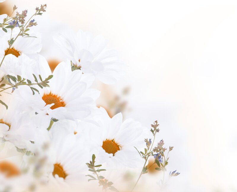 White Daisies with Blue Flowers