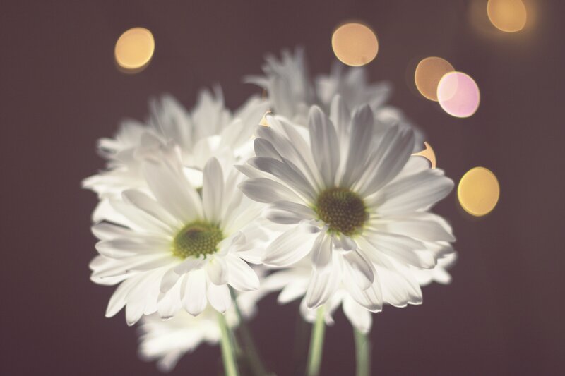 White daisies with bokeh lights