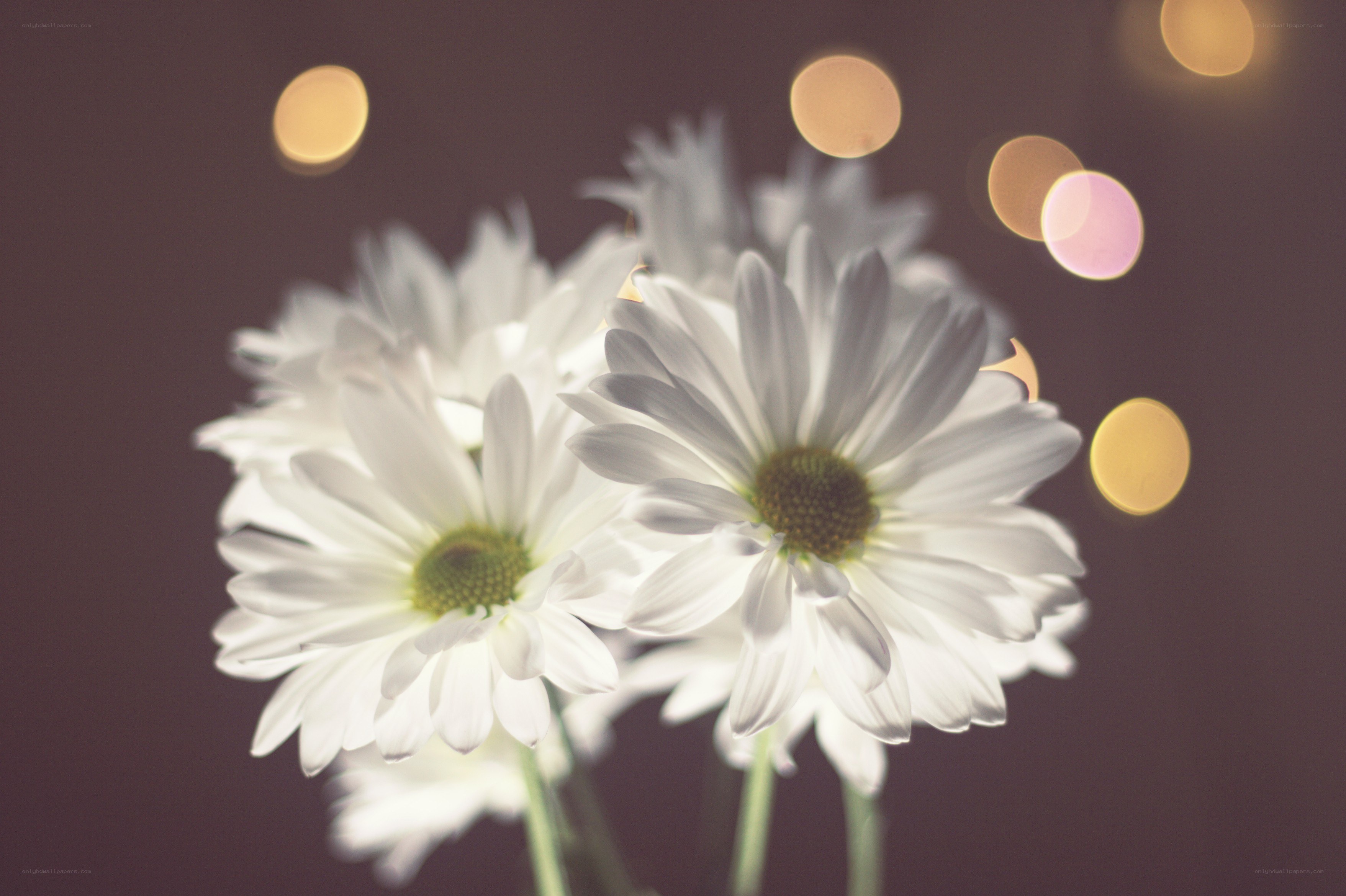 White daisies with bokeh lights