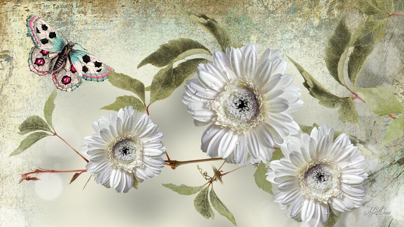 White Daisies with Butterfly — Serene