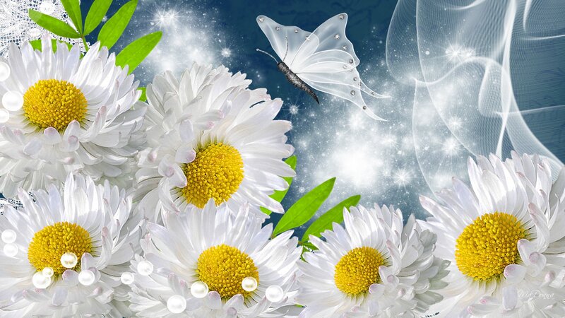 White Daisies with Butterfly
