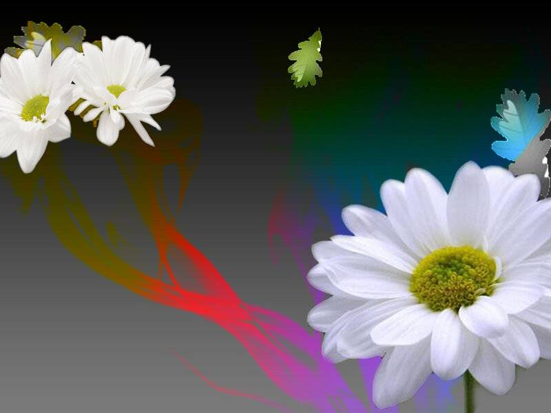 White Daisies with Colorful Swirls