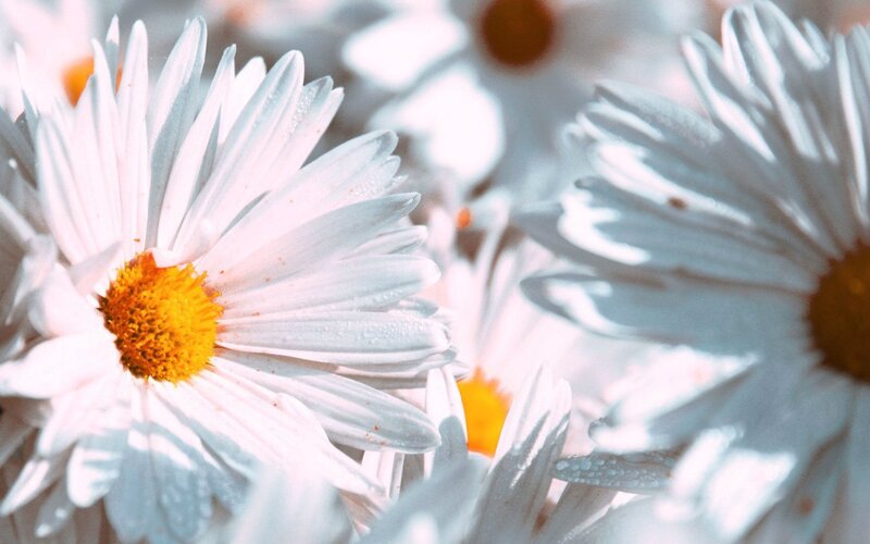 White daisies with dew drops