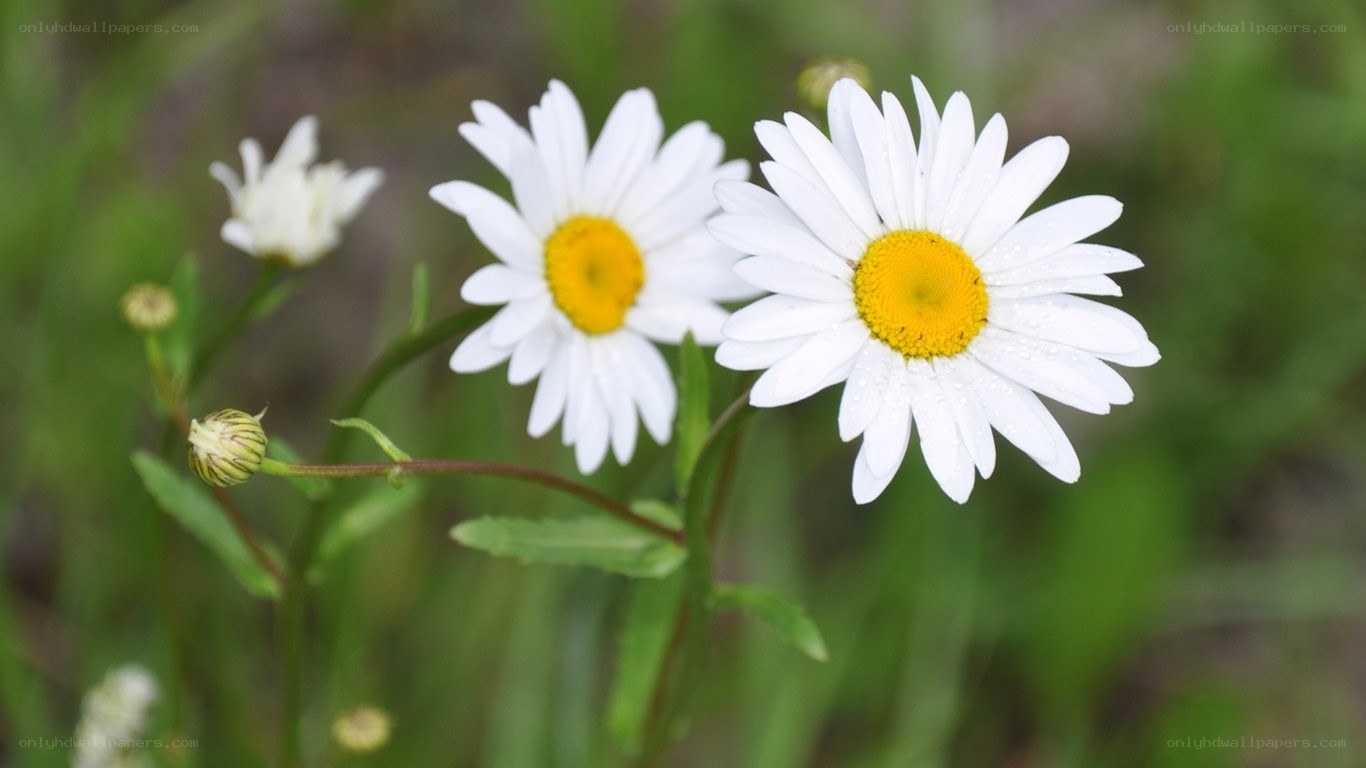 White daisies with dew drops
