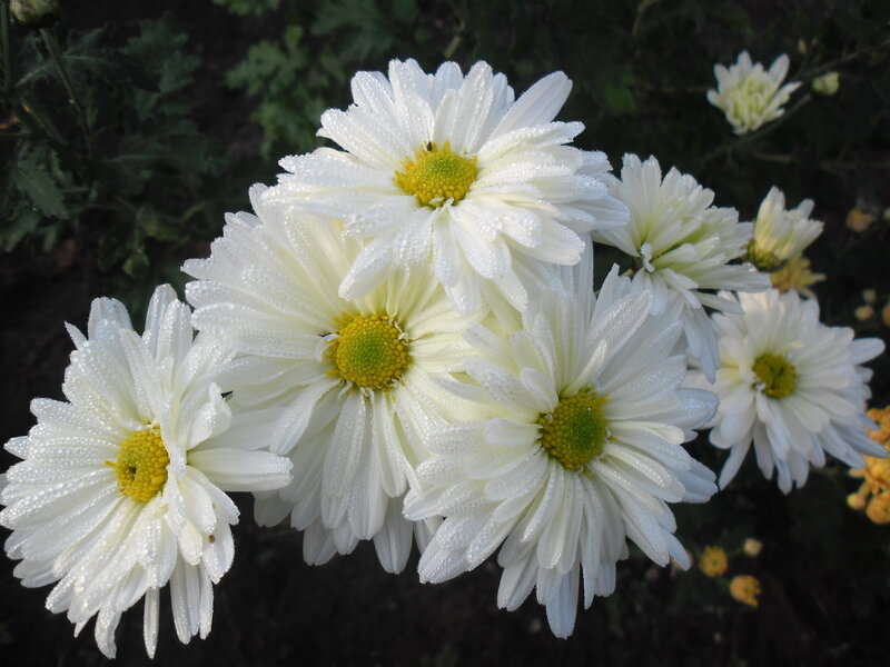 White Daisies with Dew — Serene, Morning