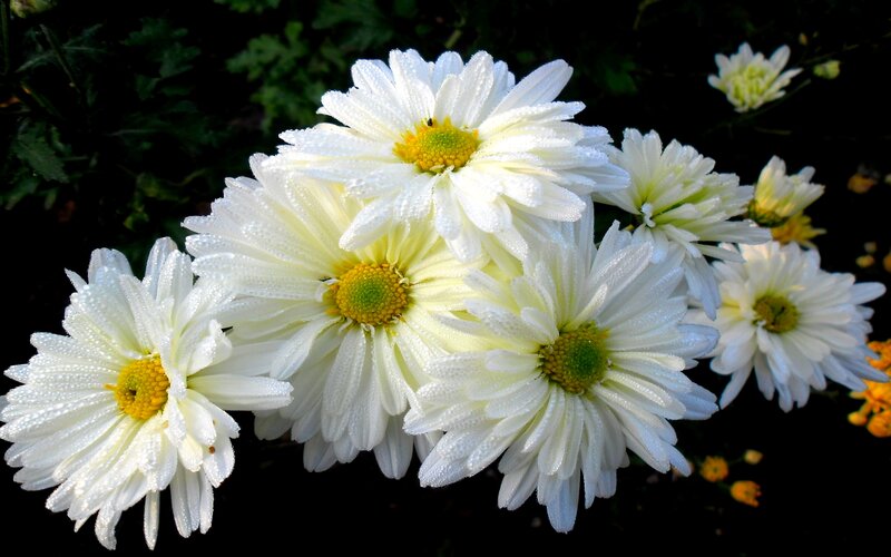 White Daisies with Dew — Serene