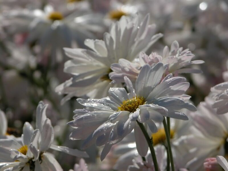White Daisies with Dew