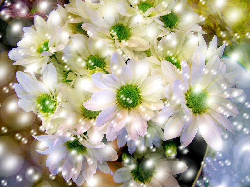 White Daisies with Green Centers