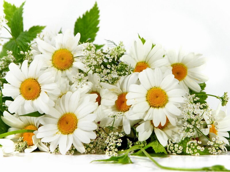 White daisies with green leaves