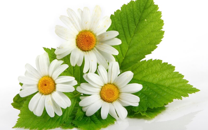 White daisies with green leaves
