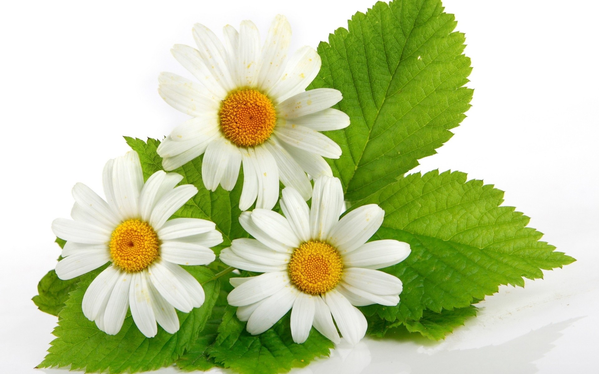 White daisies with green leaves