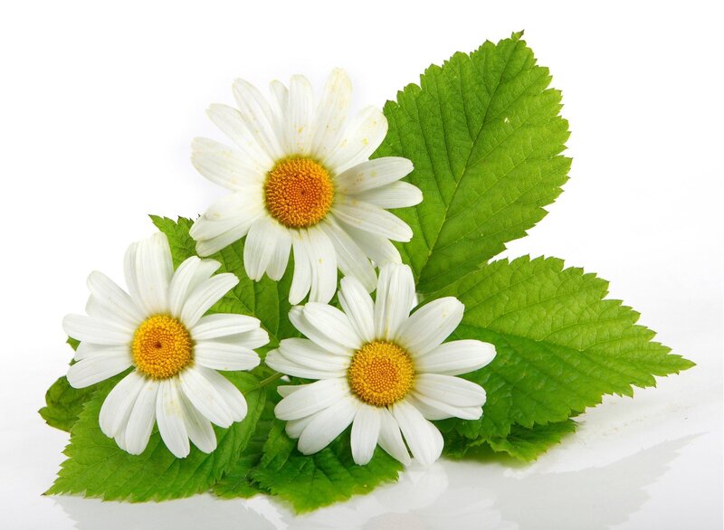 white daisies with green leaves