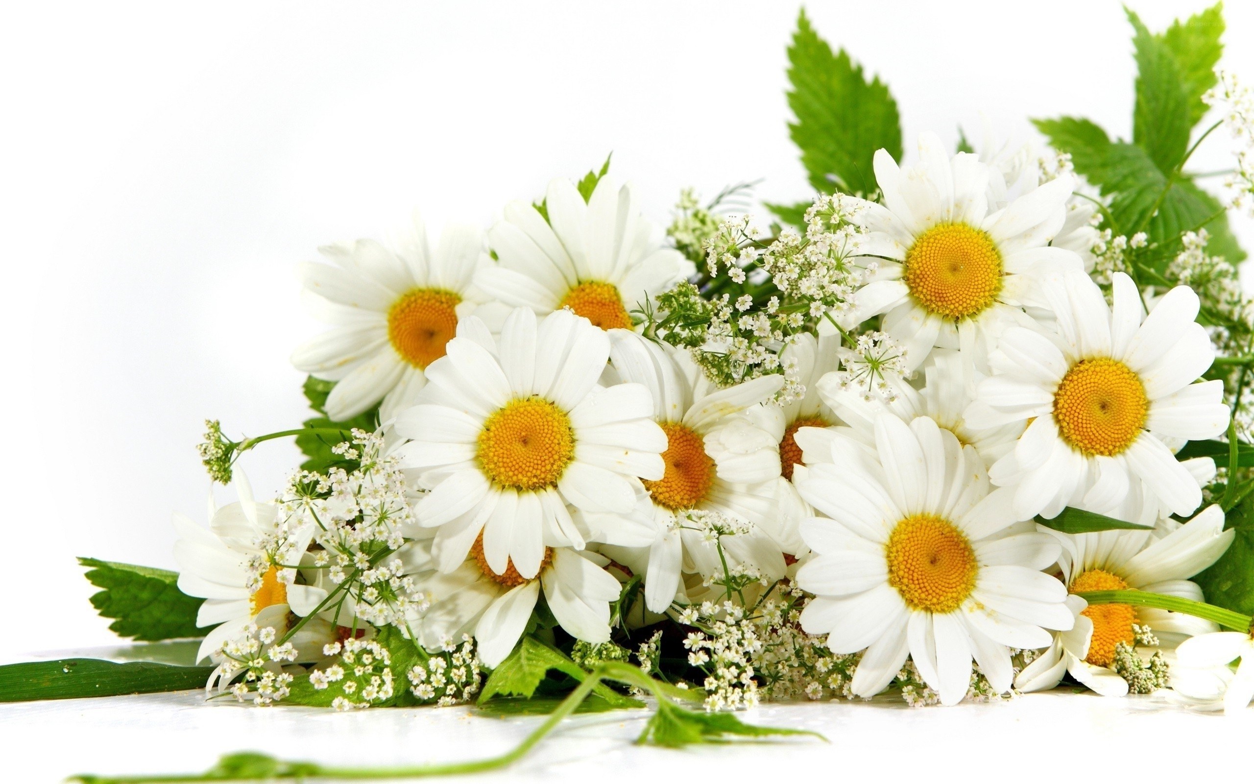 White daisies with green leaves