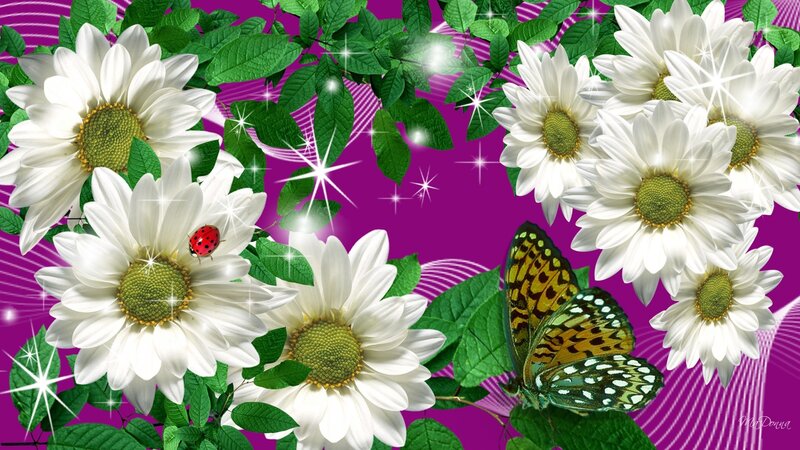 White Daisies with Insects