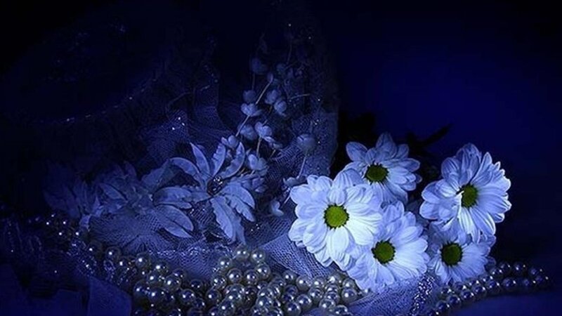 White Daisies with Pearls