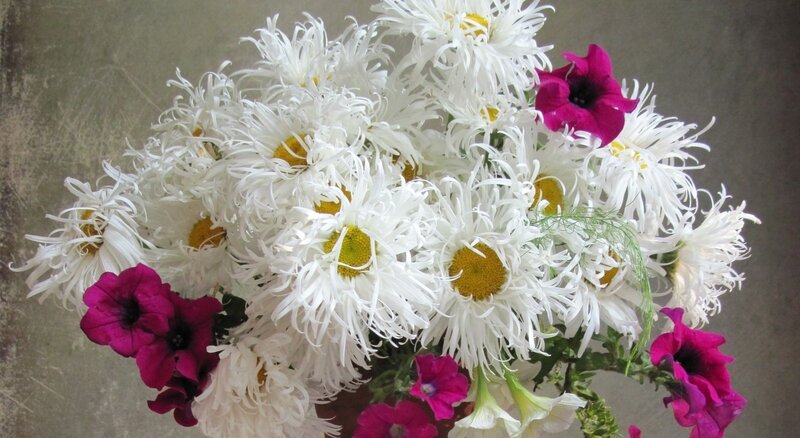 White Daisies with Petunias