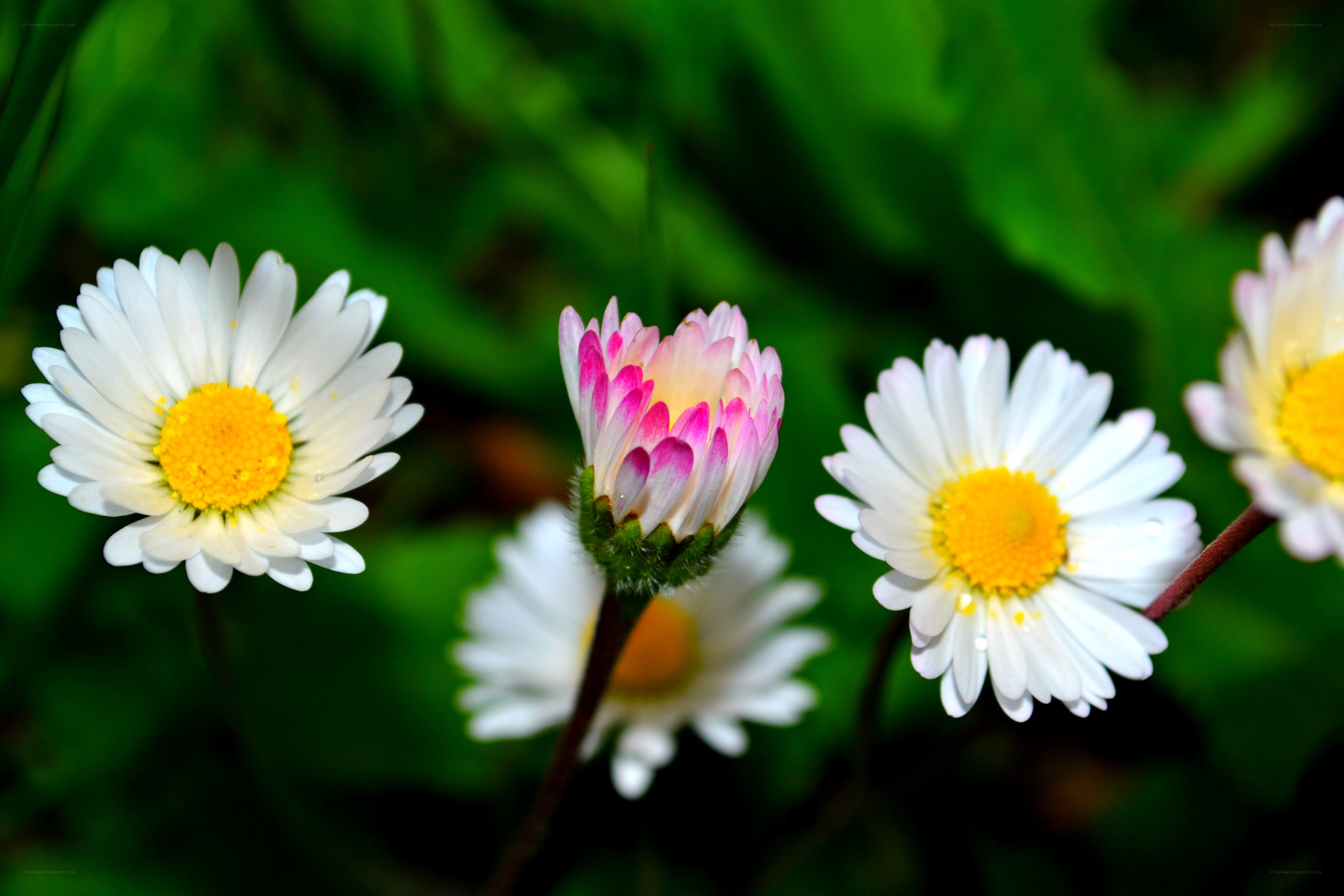 White daisies with pink bud
