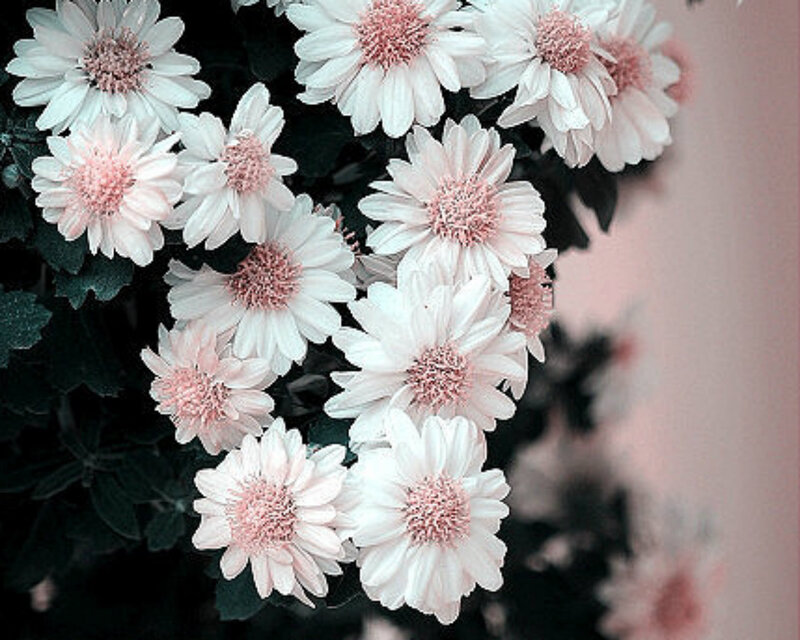White Daisies with Pink Centers