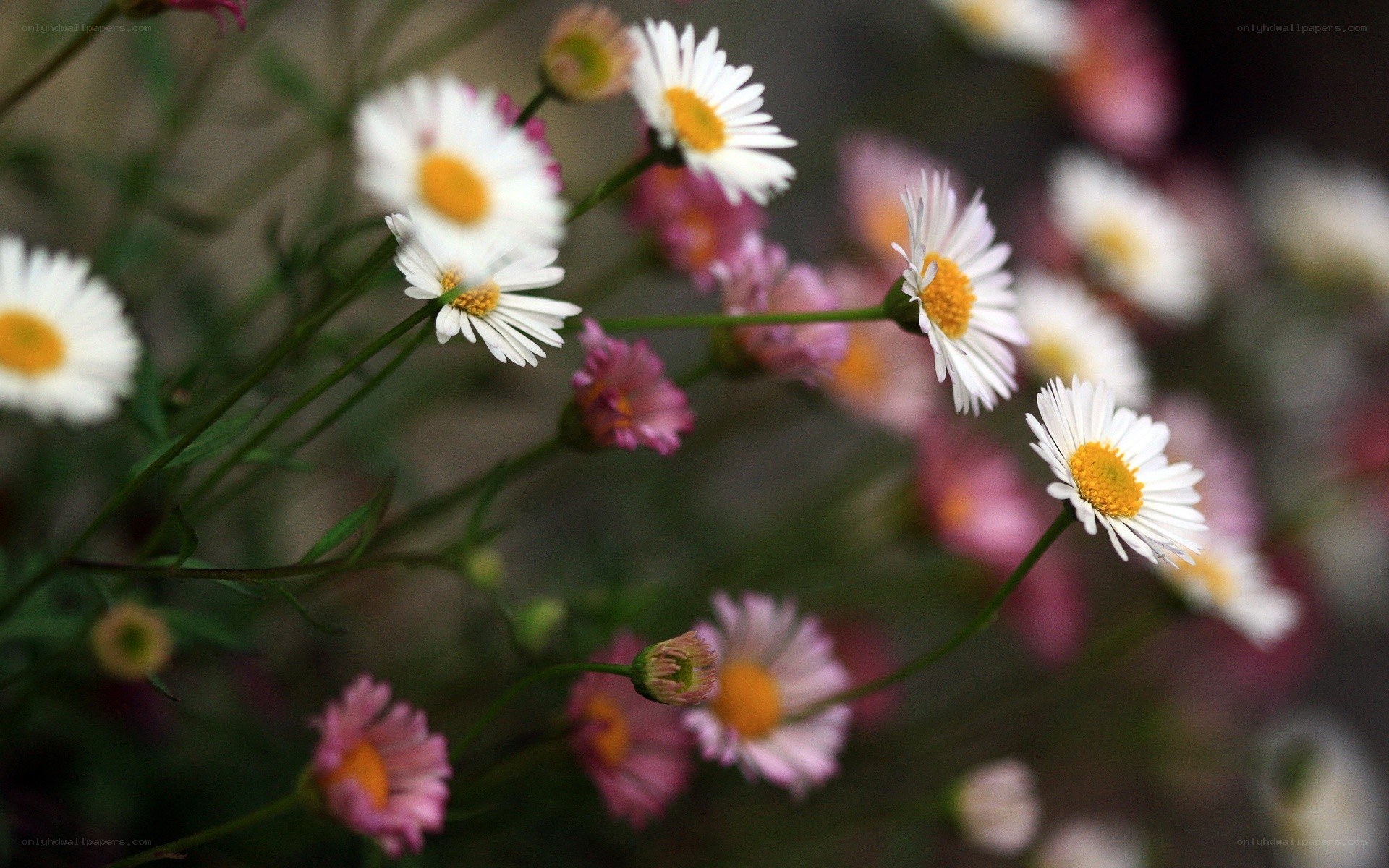White daisies with pink flowers