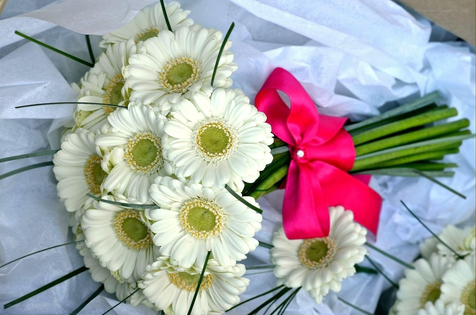 white daisies with pink ribbon
