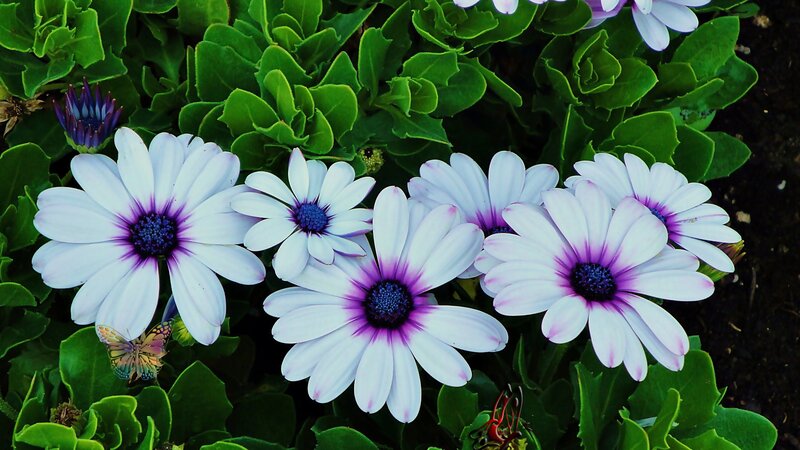 White Daisies with Purple Centers — Calm, Afternoon