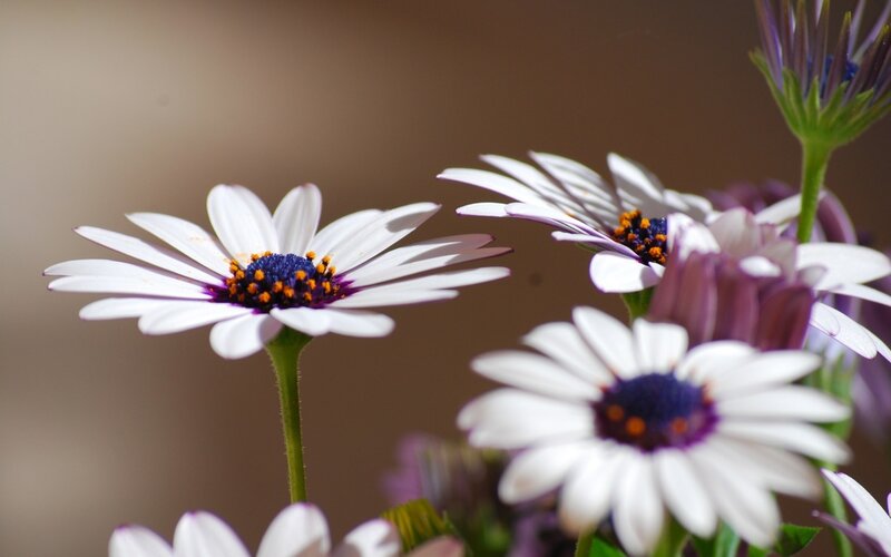 White Daisies with Purple Centers — Calm