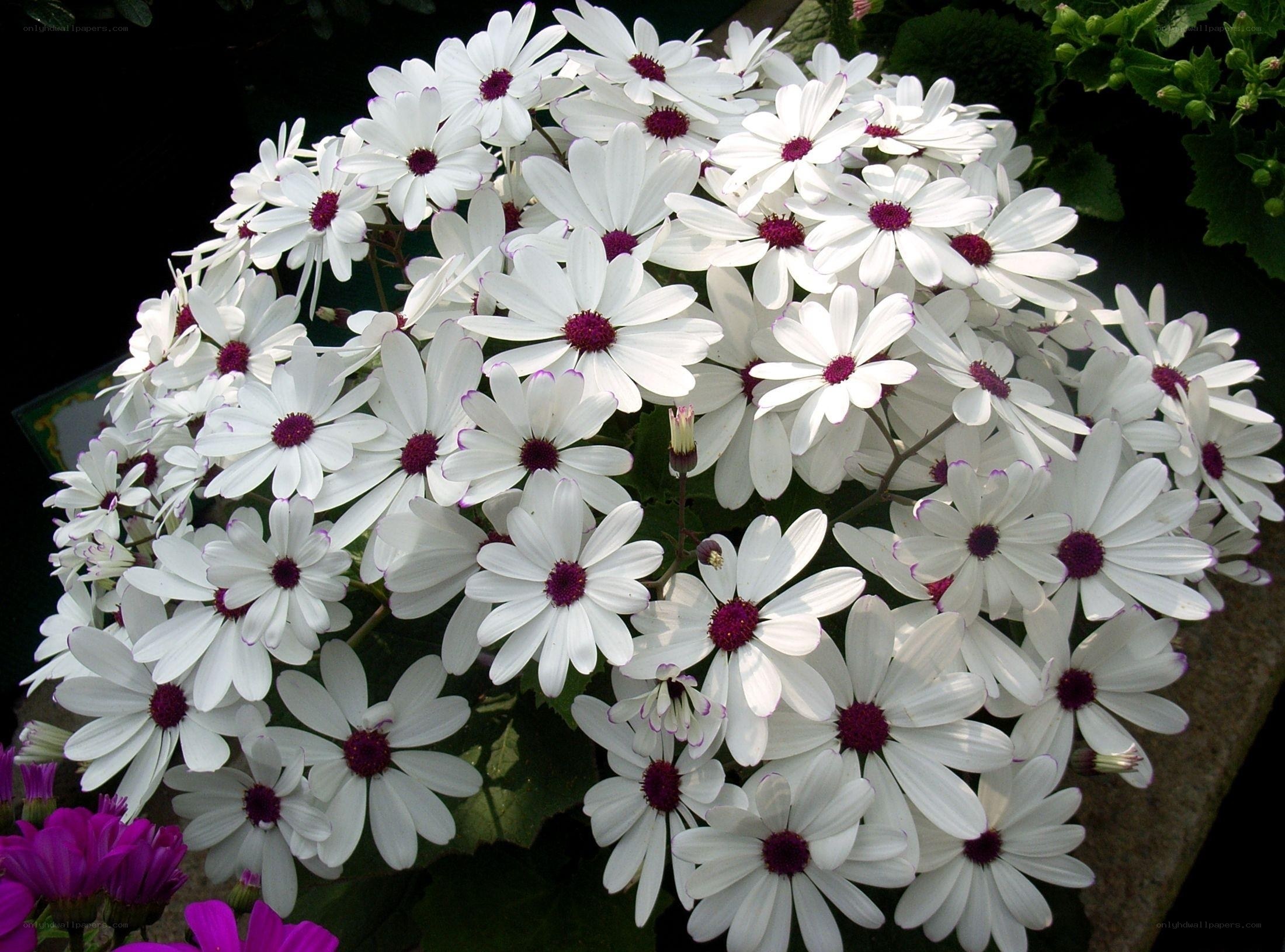 White daisies with purple centers