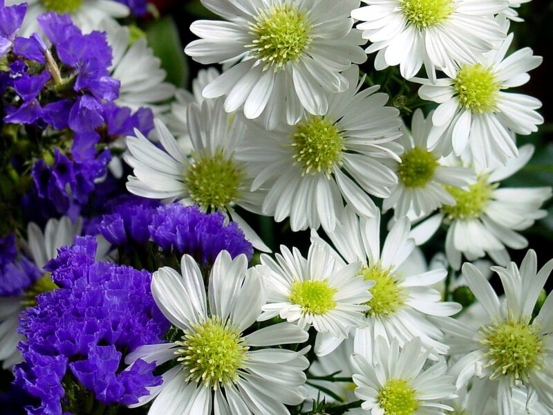 White daisies with purple flowers
