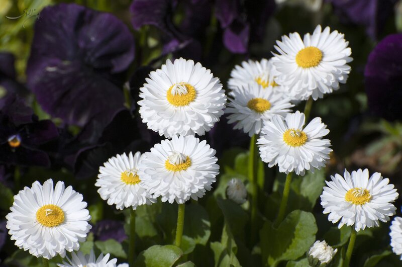 White daisies with purple flowers