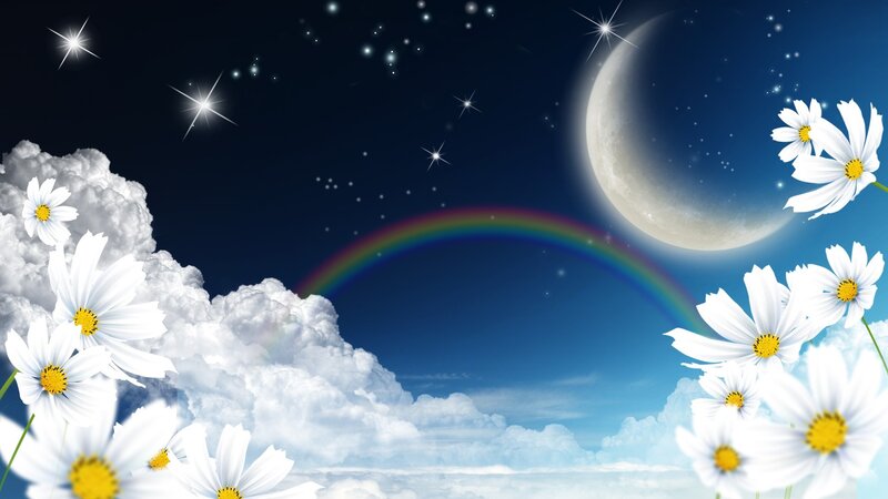 White Daisies with Rainbow