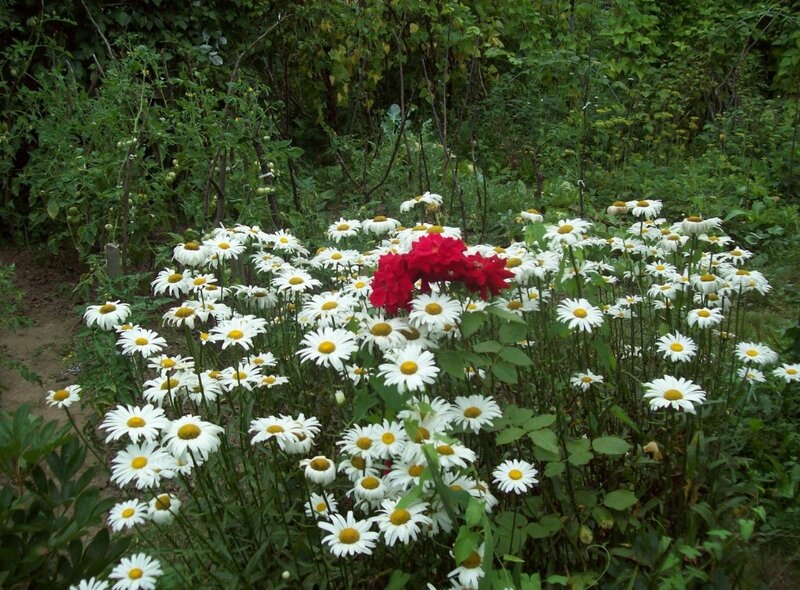 White daisies with red rose