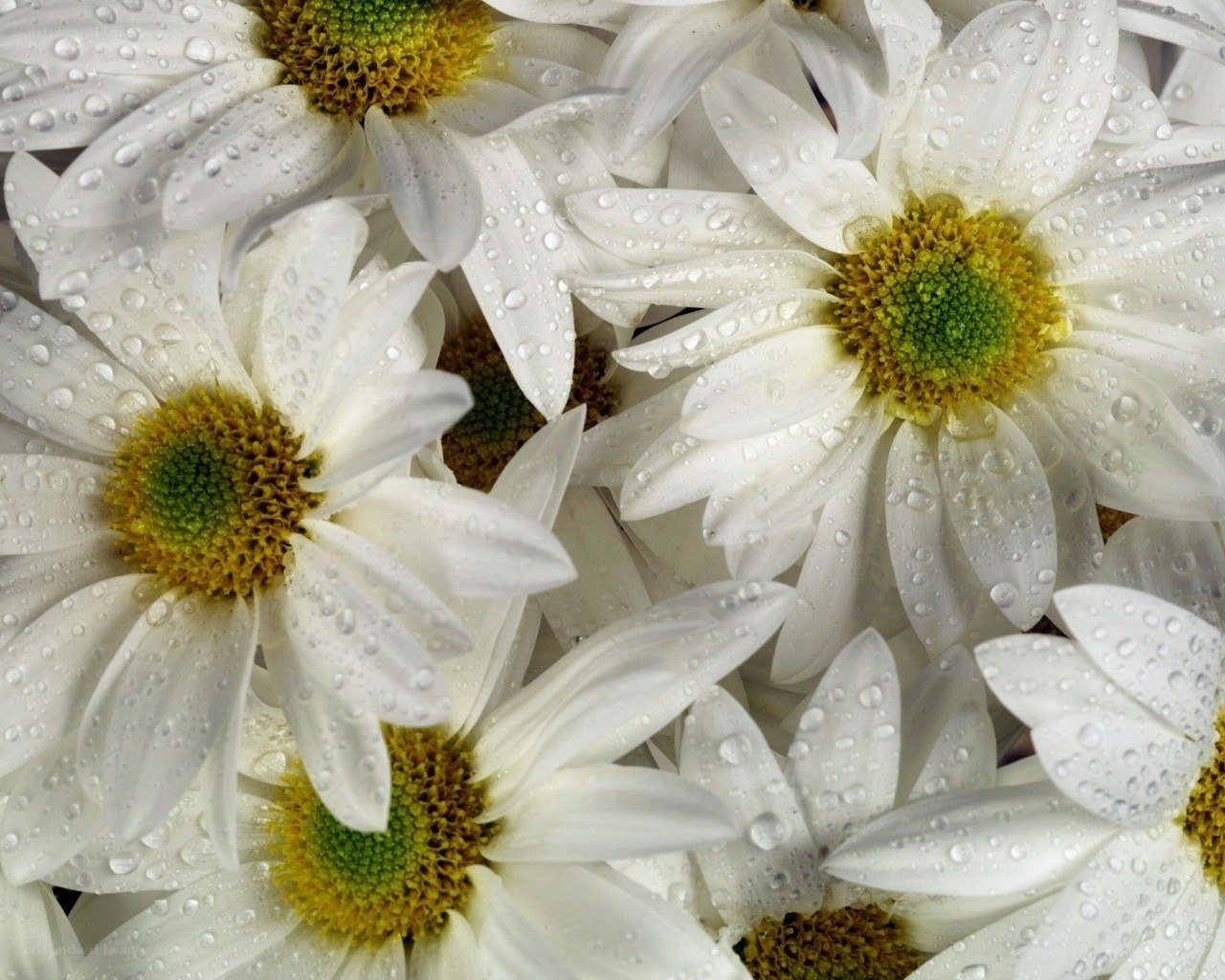 White daisies with water droplets
