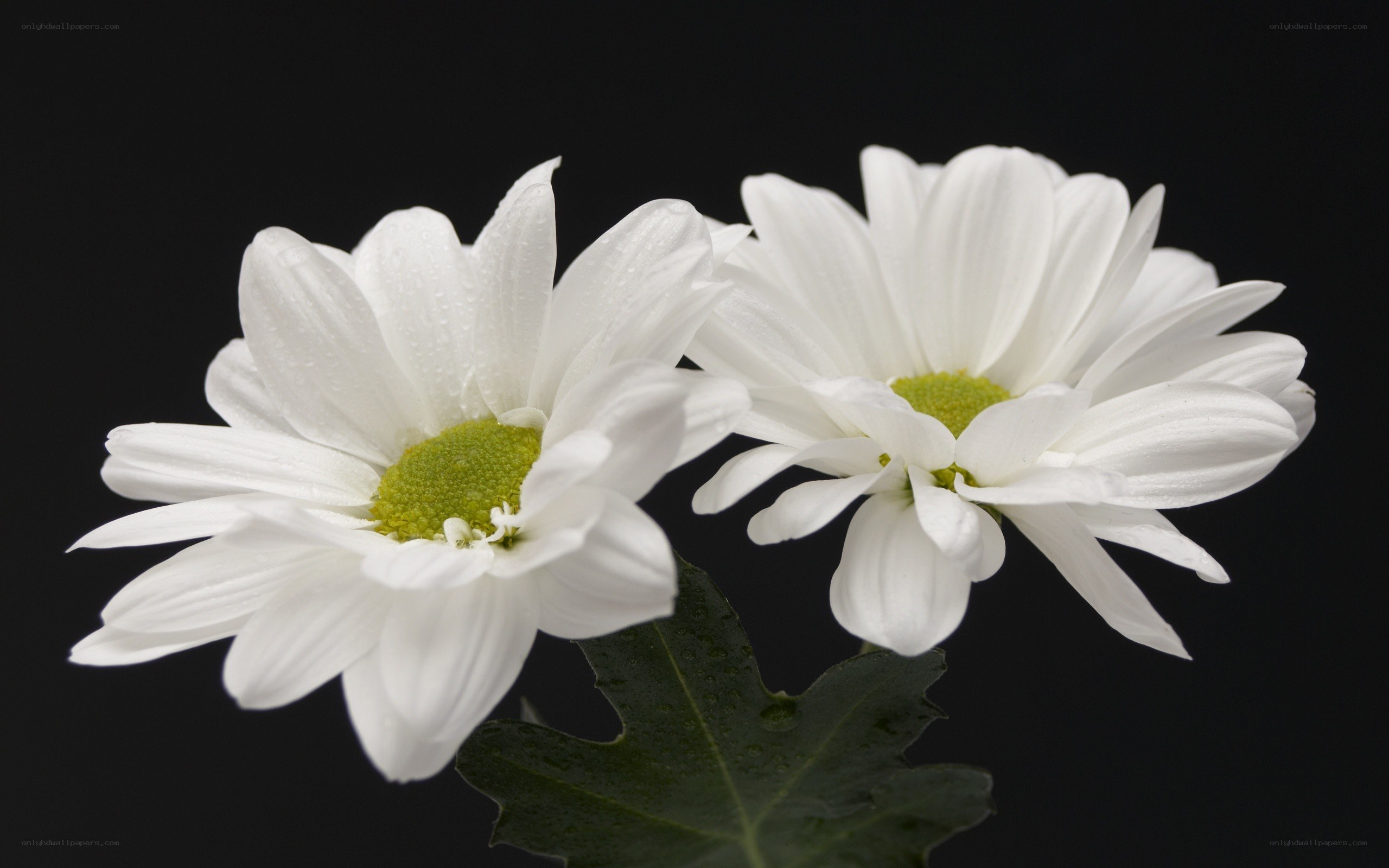 White daisies with water droplets