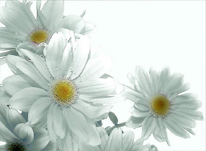 white daisies with water droplets