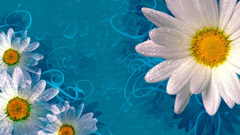 White Daisies with Water Droplets — Blue