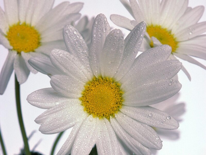 White Daisies with Water Droplets — Calm, Morning