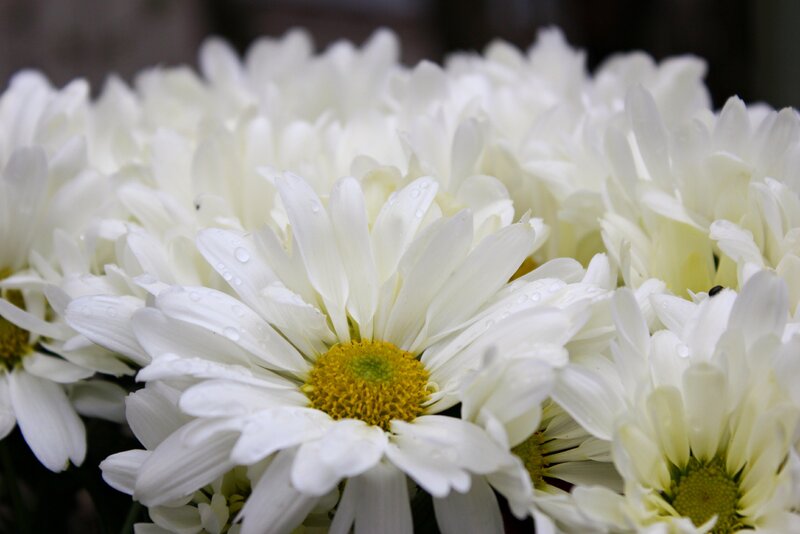 White Daisies with Water Droplets — Calm, Photograph