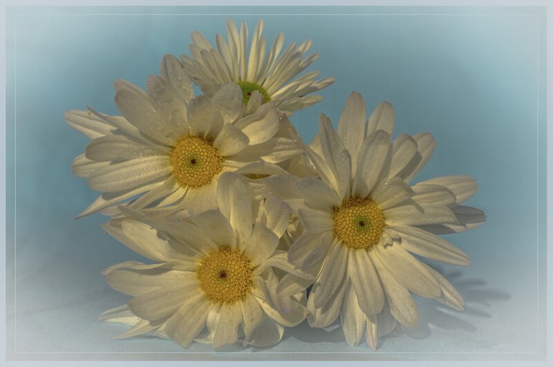 White Daisies with Water Droplets — Calm, Photograph, Water Droplets